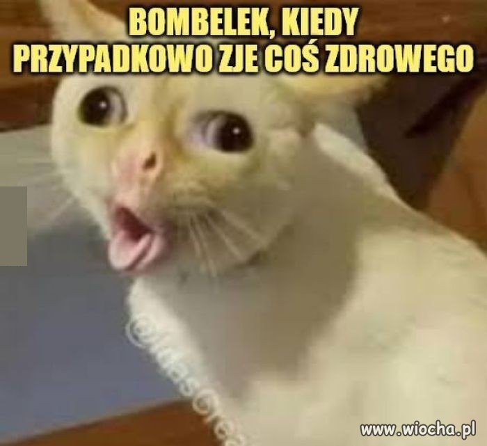 Bombelek na diecie? To się nie mieści w głowie!