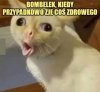 Bombelek na diecie? To się nie mieści w głowie!