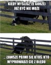 Wszystko ma swoją granicę, nawet krowy