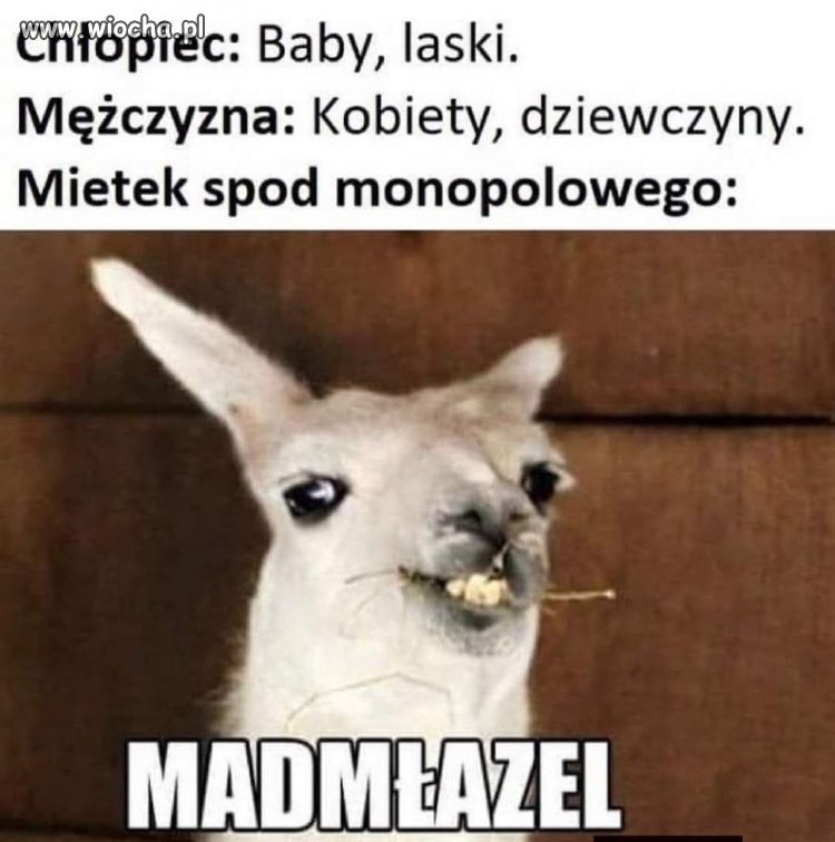 Madmłazel - tylko menel ma klasę