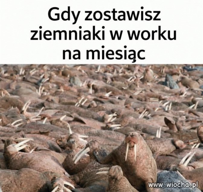 Wiadomo