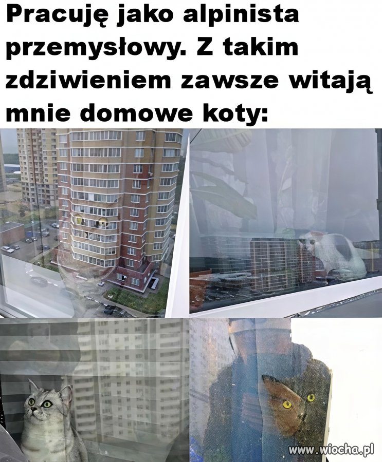 Koty w szoku