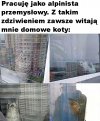 Koty w szoku
