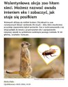 Mistrzowie marketingu