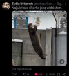 Była już dzikorka