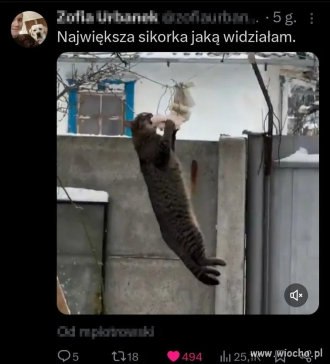 Była już dzikorka