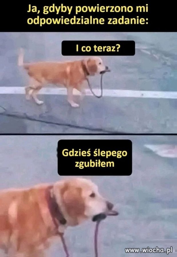Szukam ślepego, ktoś widział?