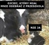 Kto się zgubił w drodze po mnie?