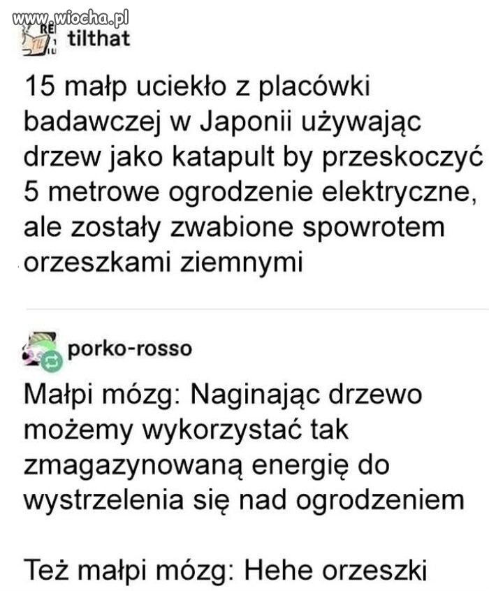 Niby takie sprytne a jednak głupiutkie 