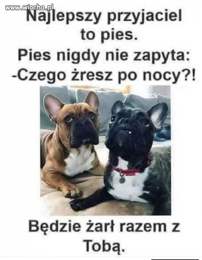 Najlepszy przyjaciel i niezawodny żarłok