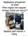 Najlepszy przyjaciel i niezawodny żarłok