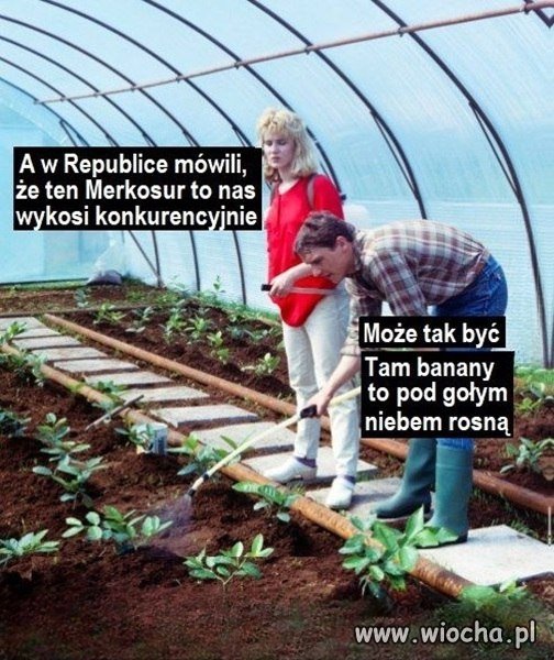 Merkosur, czyli uprawa w kraju bananów