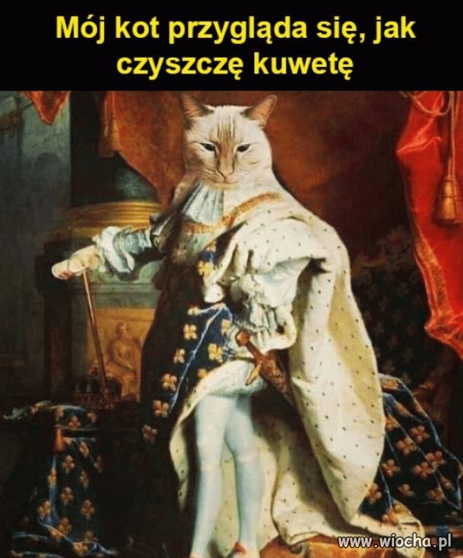Kto ma kota ten zrozumie