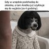 Obsługa interesanta