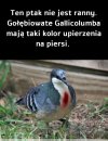 Ptak ze złamanym sercem?