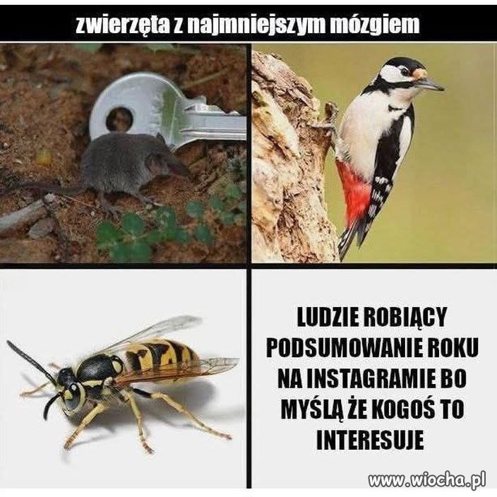 Ja tam lubię