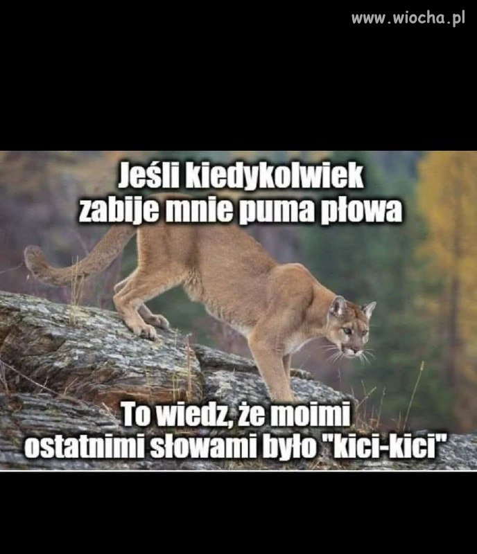 Kici-kici, a potem koniec!