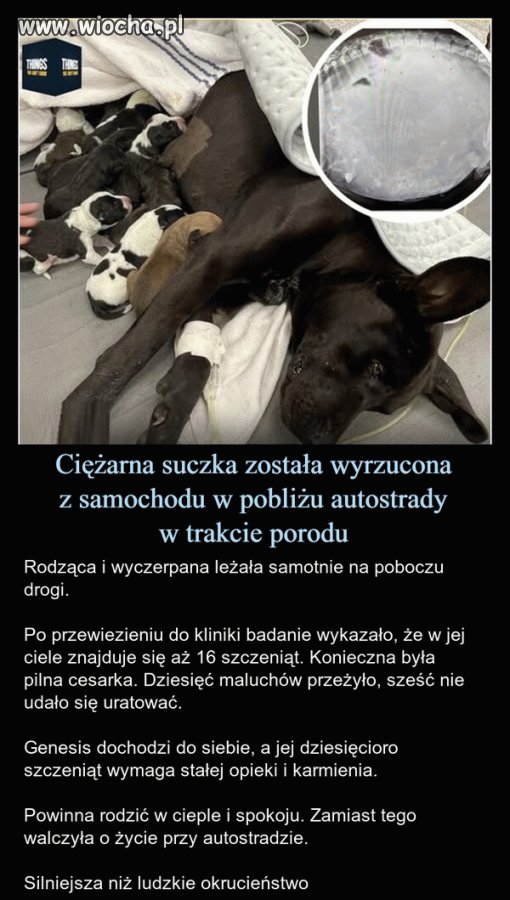 Ludzkość to najgorsze co przydarzyło się Ziemi
