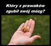Mózg