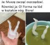 Forma na lód, nogi i inne absurdy