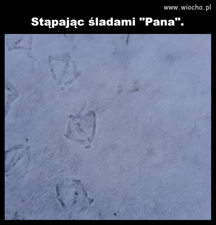 Do PiS-maków