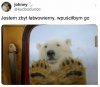 Wygląda uroczo