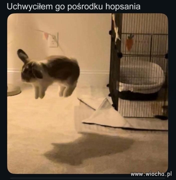 Hopsasa czy hopsa