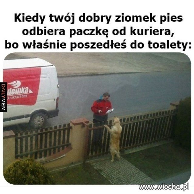 Kiedy twój dobry ziomek pies
