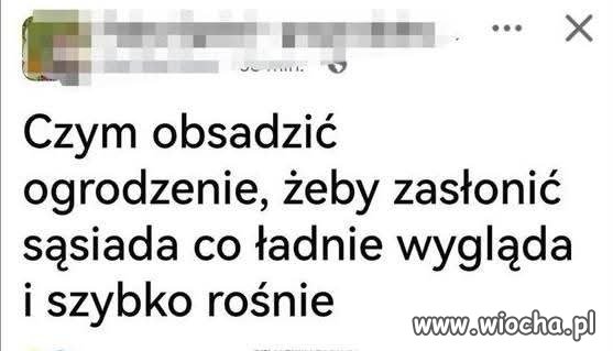 Po co zasłaniać sąsiada, skoro ładnie wygląda?
