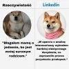 Rzeczywistość kontra LinkedIn