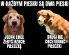 Którym pieskiem jesteś dzisiaj?