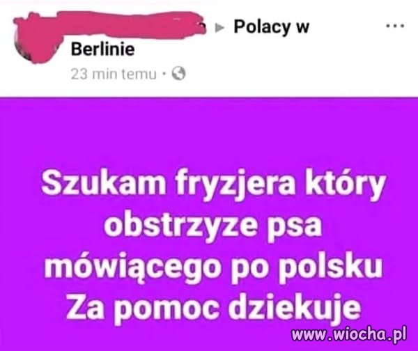 ...zapewne w wigilię chce psiaka