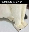 Koty kochają pudełka