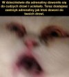 Adrenalina z dzieciństwa wraca