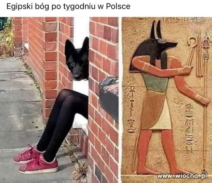 Egipski bóg po tygodniu w Polsce