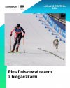 Człowiek kontra pies