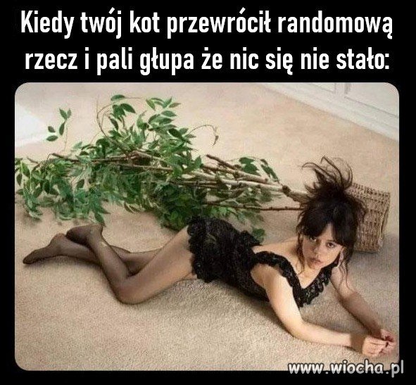 Kot gra wtedy rolę życia