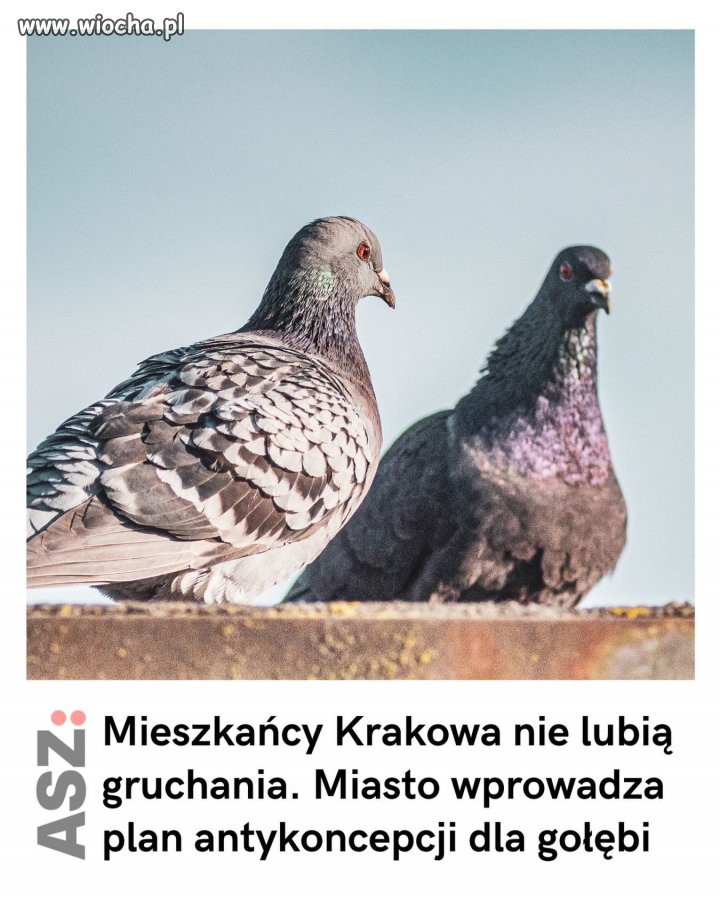 Jak śpiewał Peja: