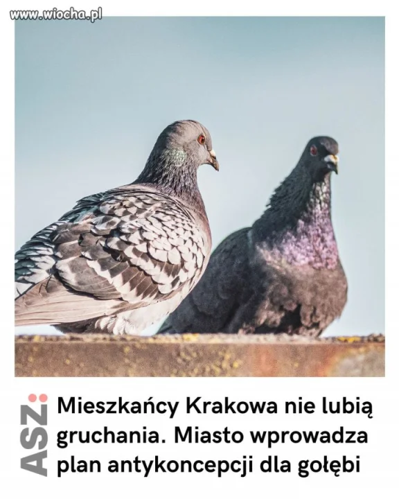 Jak śpiewał Peja: