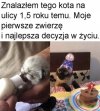 Ten kot wygrał nowe życie