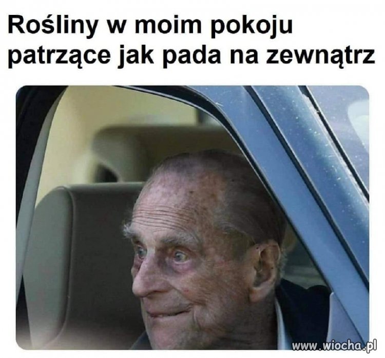 Rośliny w trybie tęsknota