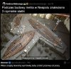 W Neapolu znowu coś się dzieje