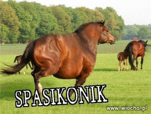 Proszę go nie obrażać