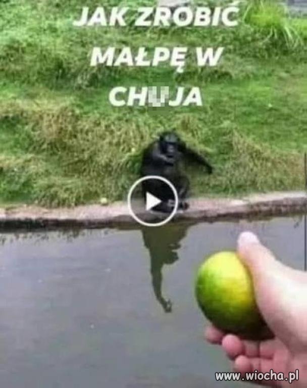 Jak zrobić małpę w ch**a
