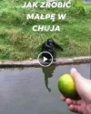 Jak zrobić małpę w ch**a