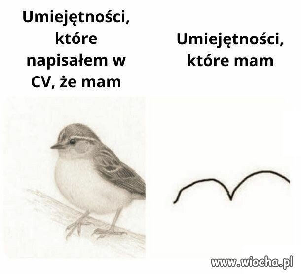 Moje CV w pigułce