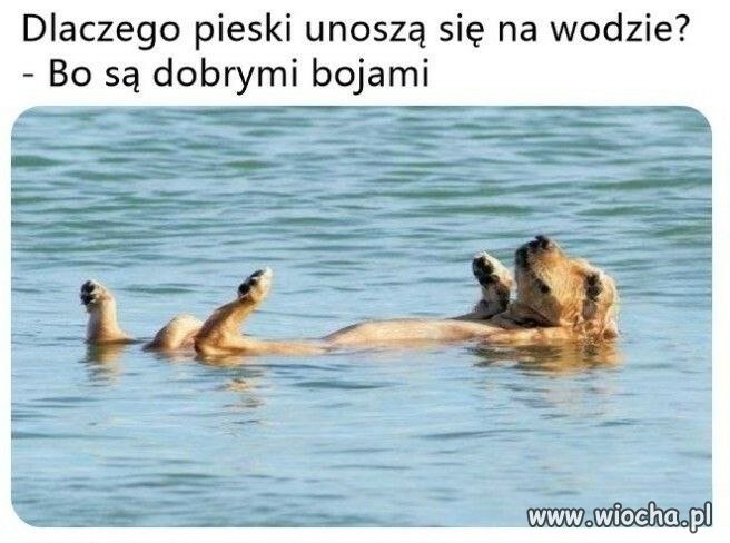 Kto jest dobrym chłopcem?