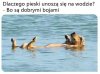 Kto jest dobrym chłopcem?