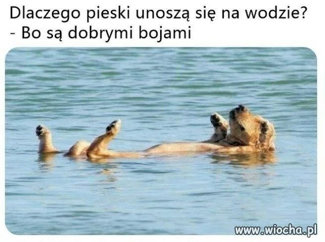 Kto jest dobrym chłopcem?