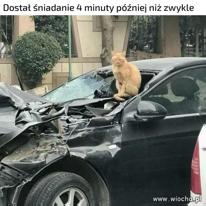 Sam tego chciałeś